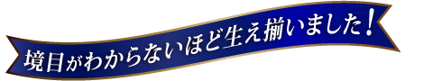 境目がわからないほど生え揃いました！