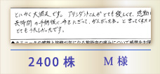 2400株 M様